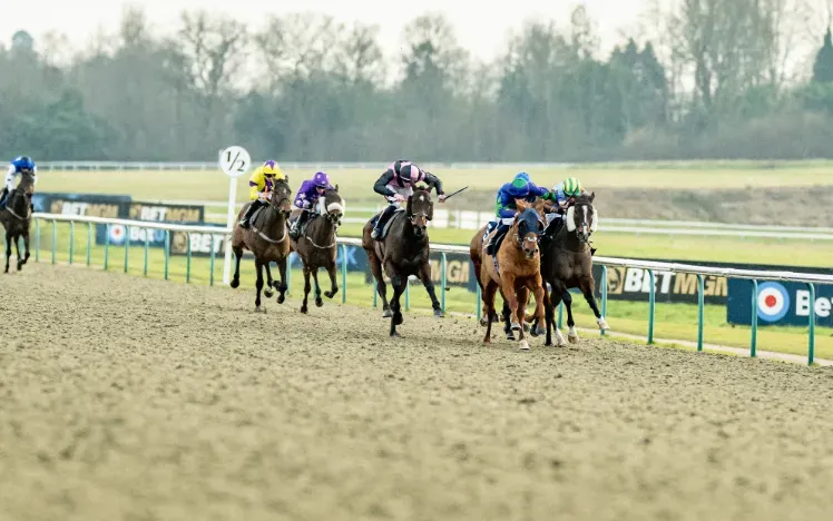 Horses racing down the all weather track at Lingfield Park