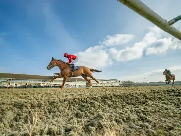 lingfield park all weathering afternoon racing
