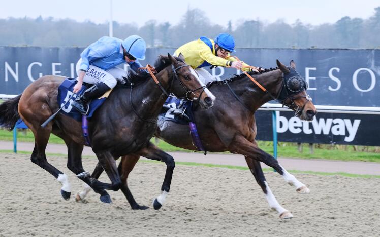 picture of regal reality horse