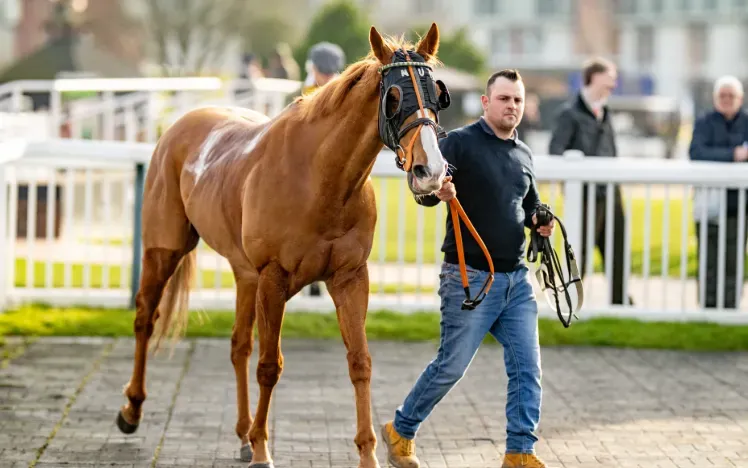 A horse being paraded before it's race at Lingfield Park
