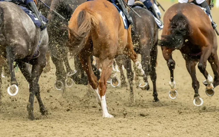 A close up of horses hooves racing the all weather track at Lingfield