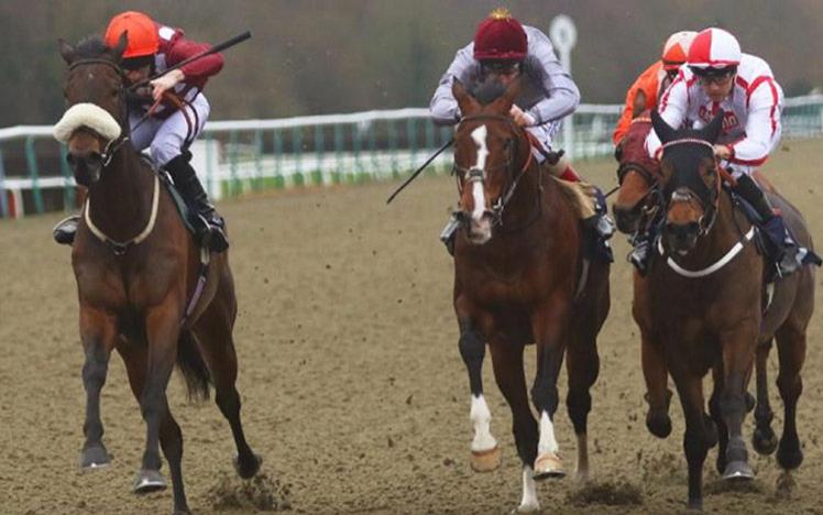 Four jockeys racing at Lingfield Park.